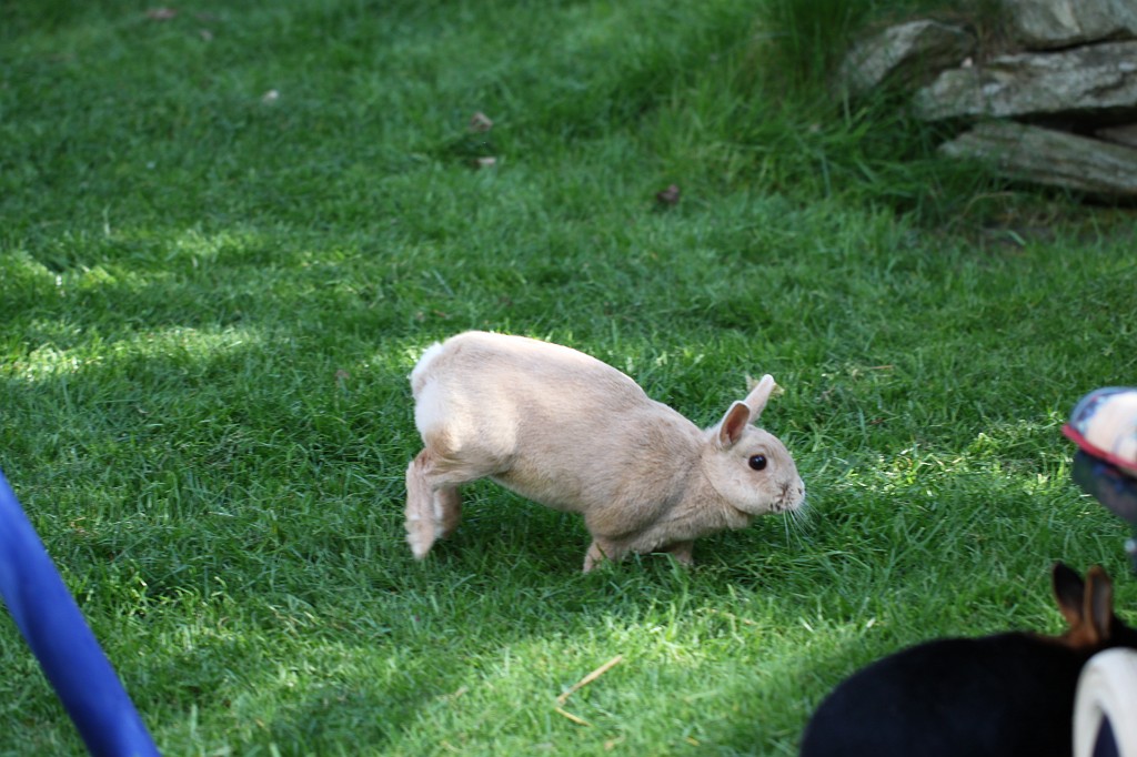 IMG_1056.JPG - Easter Rabbits  http://en.wikipedia.org/wiki/Rabbit 