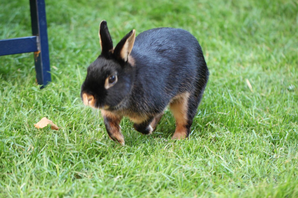 IMG_1080.JPG - Easter Rabbit  http://en.wikipedia.org/wiki/Rabbit 