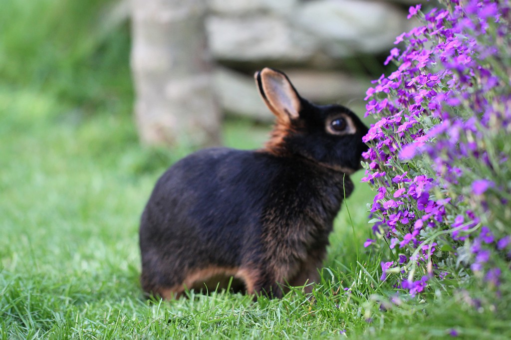 IMG_1083.JPG - Easter Rabbit  http://en.wikipedia.org/wiki/Rabbit 