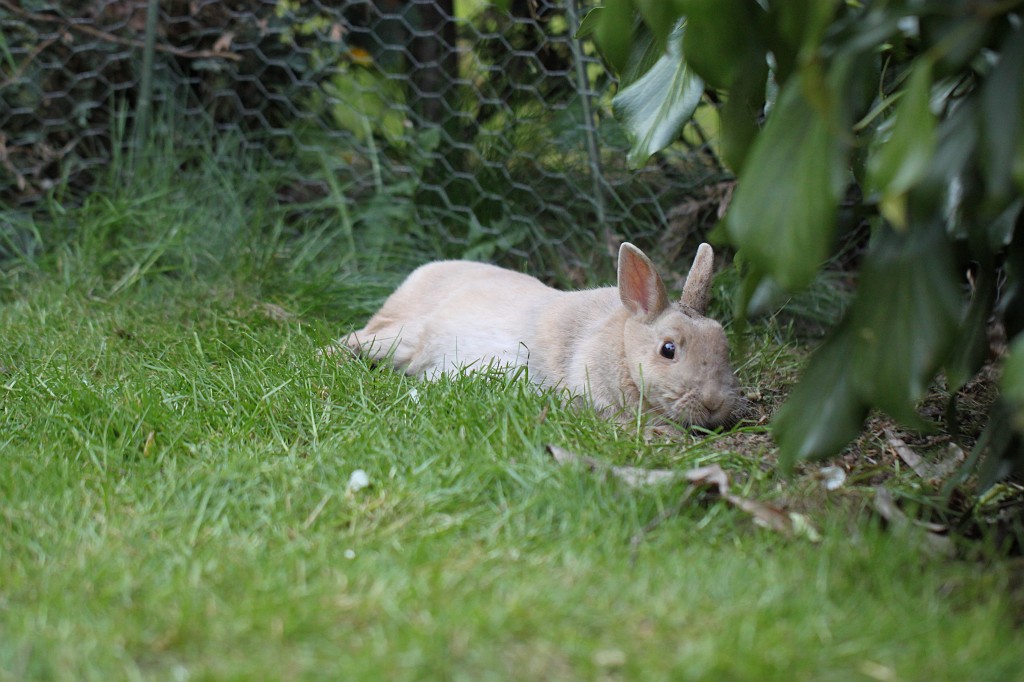 IMG_1144.JPG - Easter Rabbit  http://en.wikipedia.org/wiki/Rabbit 
