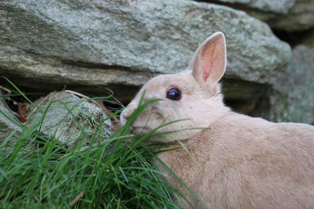 IMG_1171.JPG - Easter Rabbit  http://en.wikipedia.org/wiki/Rabbit 