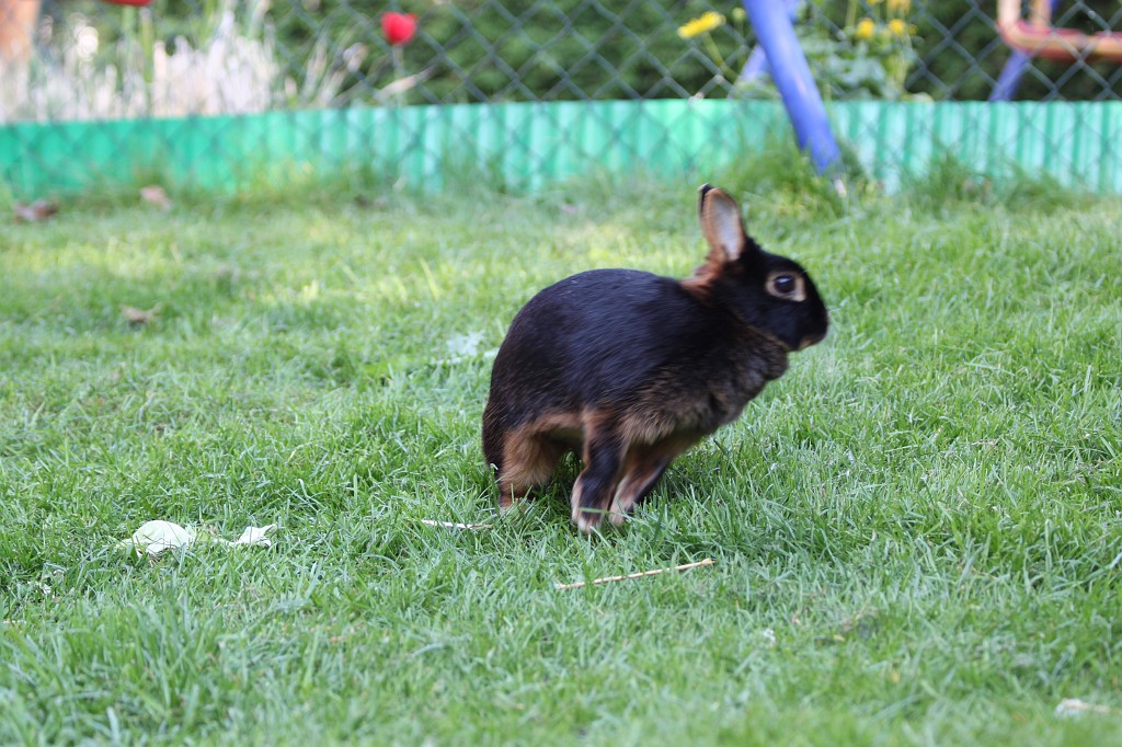 IMG_1191.JPG - Easter-rabbit  http://en.wikipedia.org/wiki/Rabbit 