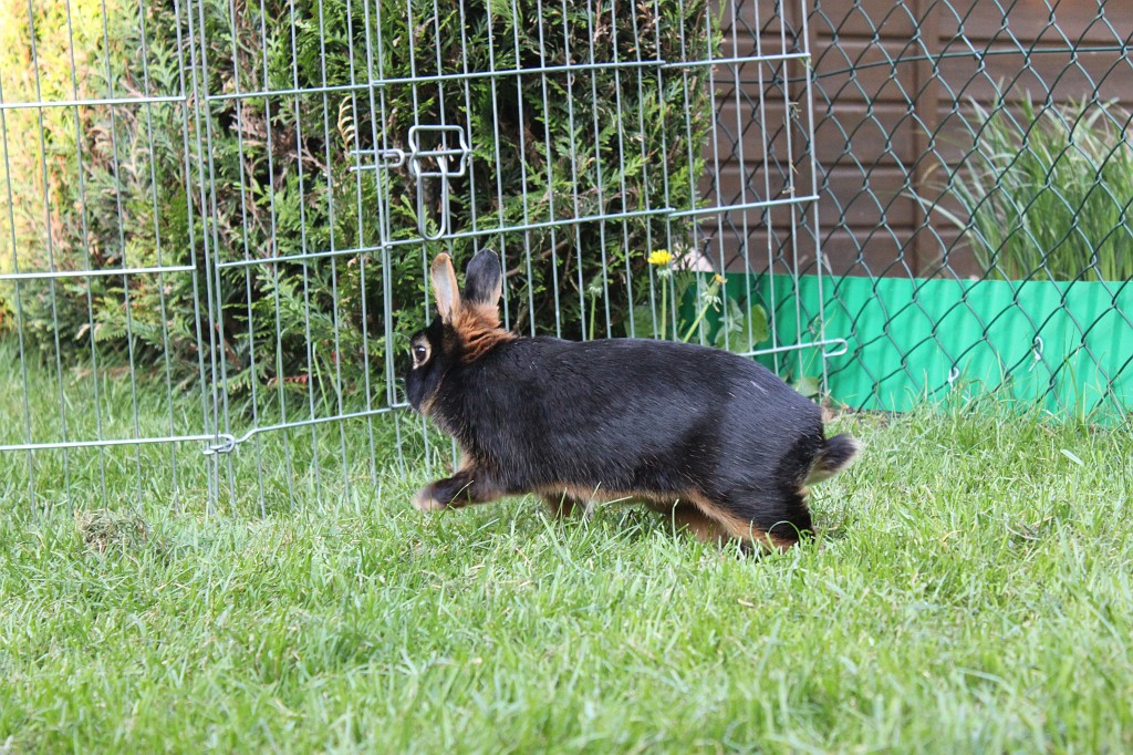 IMG_1226.JPG - Easter-rabbit  http://en.wikipedia.org/wiki/Rabbit 