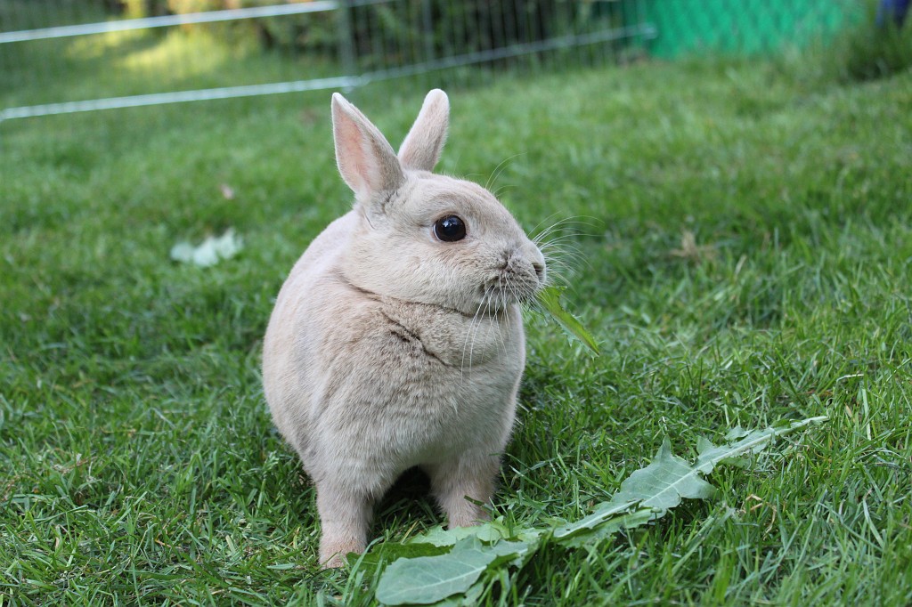 IMG_1233.JPG - Easter-rabbit  http://en.wikipedia.org/wiki/Rabbit 