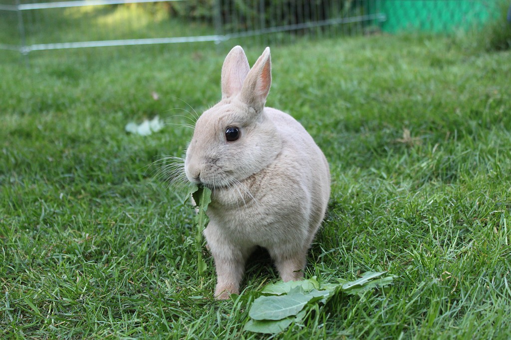 IMG_1236.JPG - Easter-rabbit  http://en.wikipedia.org/wiki/Rabbit 