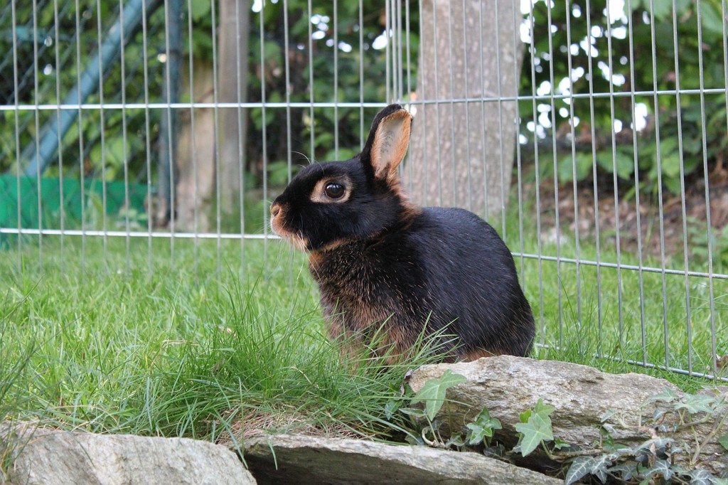 IMG_1245.JPG - Easter-rabbit  http://en.wikipedia.org/wiki/Rabbit 
