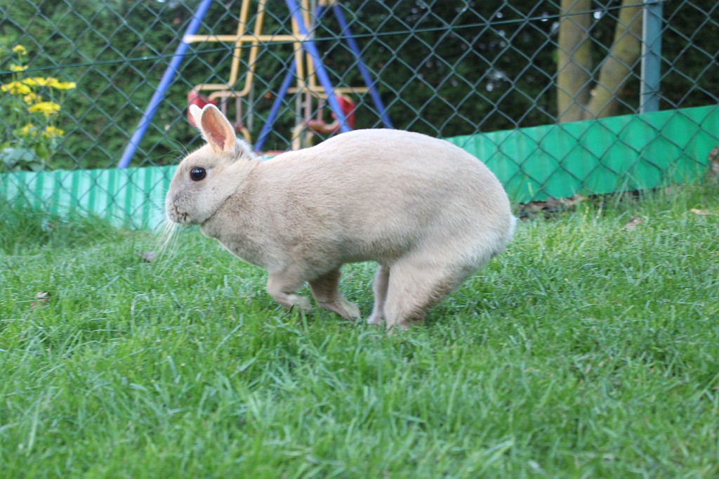 IMG_1257.JPG - Easter-rabbit  http://en.wikipedia.org/wiki/Rabbit 