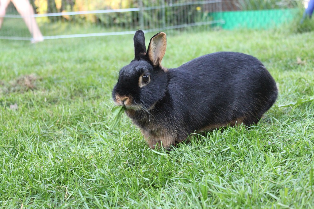 IMG_1258.JPG - Easter-rabbit  http://en.wikipedia.org/wiki/Rabbit 