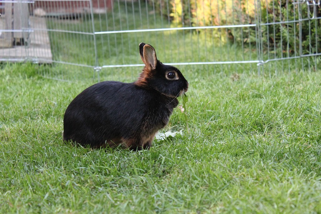 IMG_1263.JPG - Easter-rabbit  http://en.wikipedia.org/wiki/Rabbit 