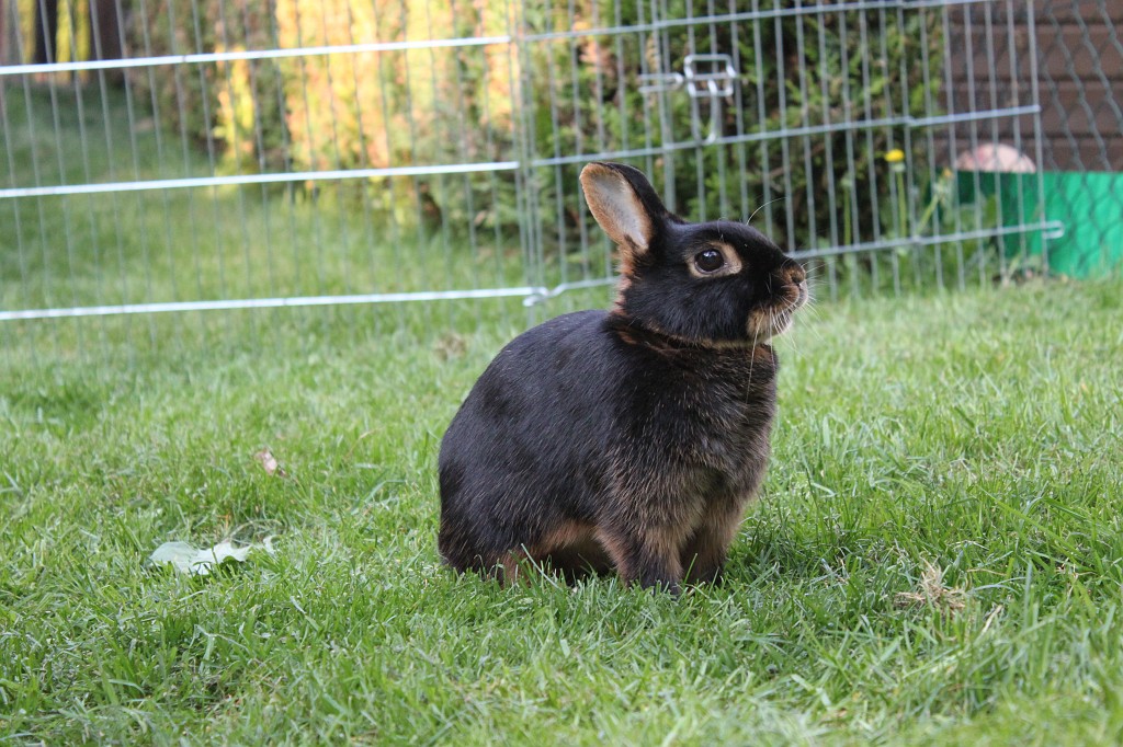 IMG_1266.JPG - Easter-rabbit  http://en.wikipedia.org/wiki/Rabbit 