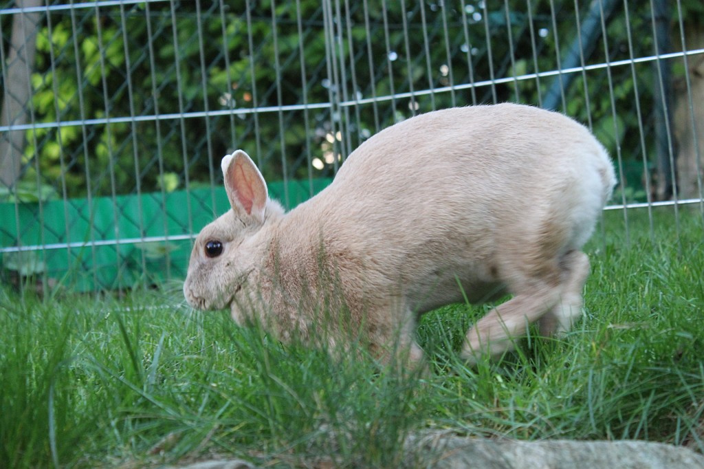 IMG_1280.JPG - Easter-rabbit  http://en.wikipedia.org/wiki/Rabbit 