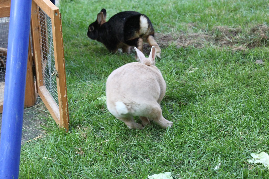IMG_1290.JPG - Easter-rabbits  http://en.wikipedia.org/wiki/Rabbit 