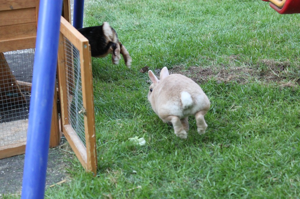 IMG_1291.JPG - Easter-rabbits  http://en.wikipedia.org/wiki/Rabbit 