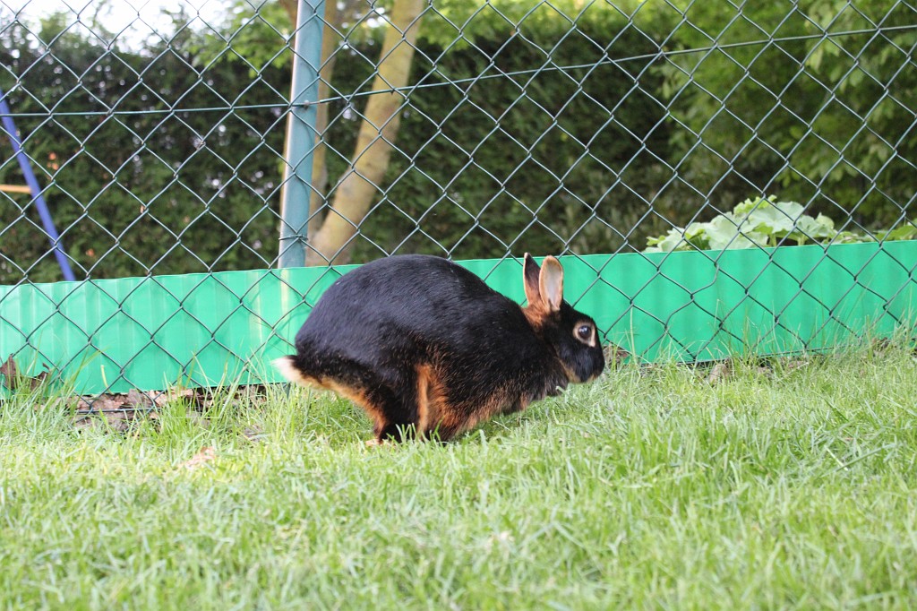 IMG_1307.JPG - Easter-rabbit  http://en.wikipedia.org/wiki/Rabbit 