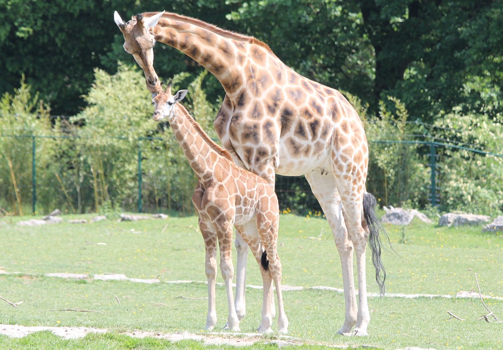 IMG_1376.JPG - Giraffes  http://en.wikipedia.org/wiki/Giraffe  in the Opel-Zoo  http://de.wikipedia.org/wiki/Opel-Zoo 