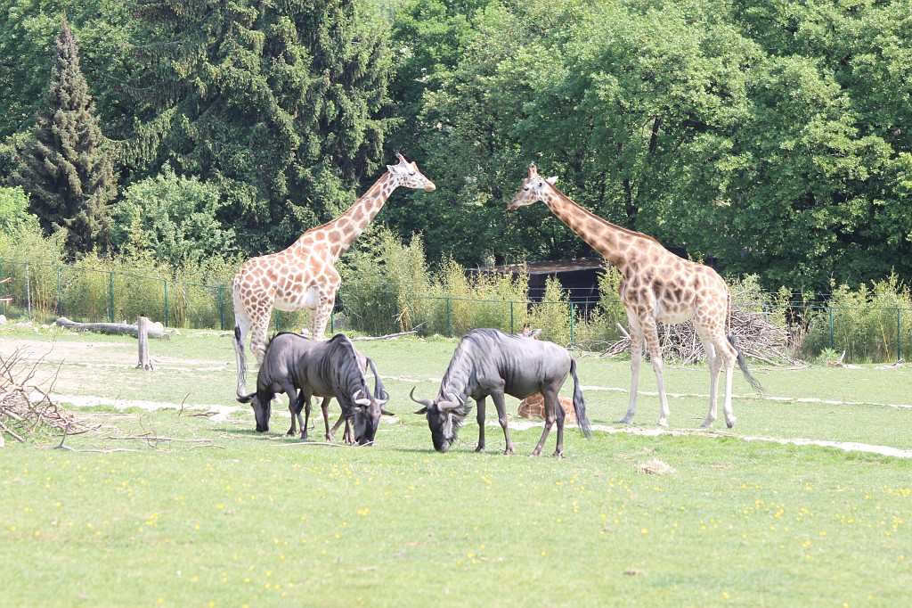 IMG_1410.JPG - Gnus  http://en.wikipedia.org/wiki/Gnu  & Giraffes  http://en.wikipedia.org/wiki/Giraffe 
