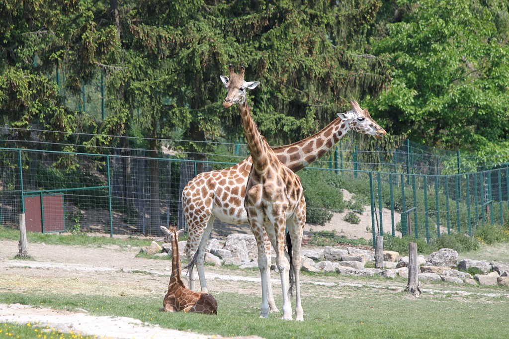 IMG_1426.JPG - Giraffes  http://en.wikipedia.org/wiki/Giraffe  family life in the Opel-Zoo  http://de.wikipedia.org/wiki/Opel-Zoo 
