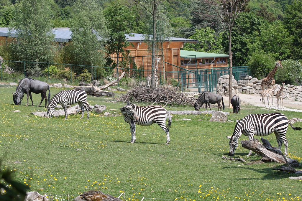IMG_1428.JPG - Africa savanna in the Opel-Zoo