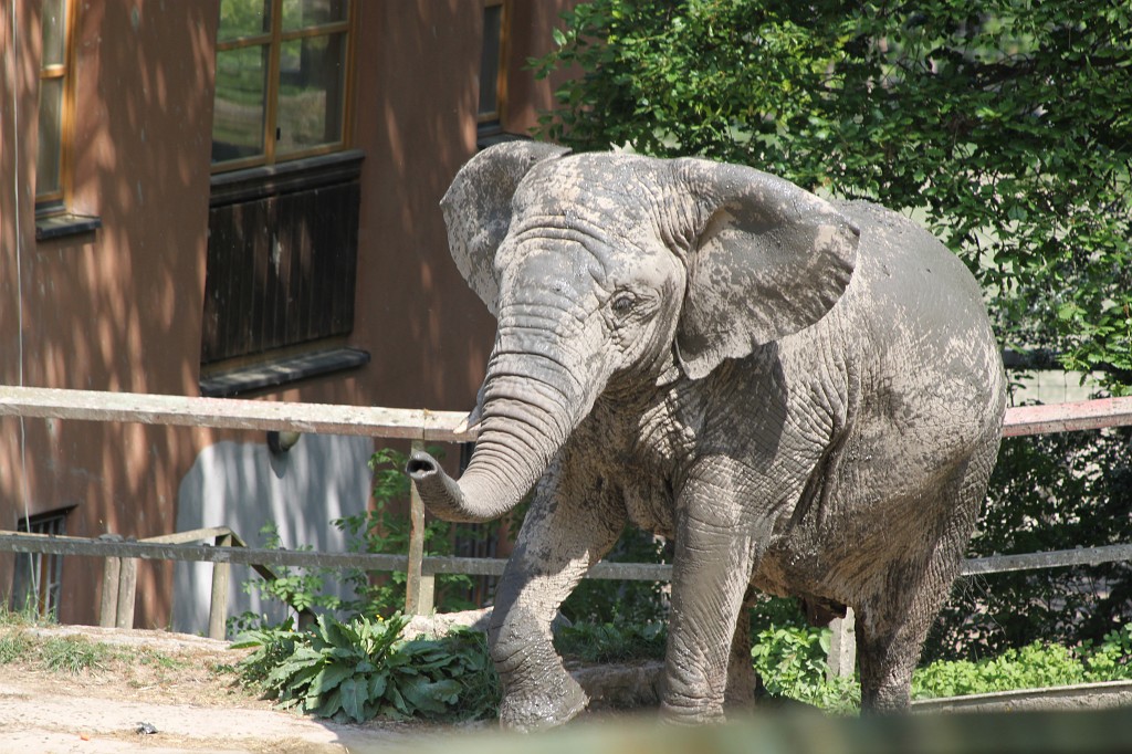 IMG_1485.JPG - Elephant  http://en.wikipedia.org/wiki/Elephant  in the Opel-Zoo  http://de.wikipedia.org/wiki/Opel-Zoo 