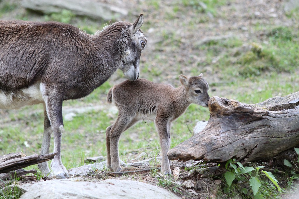IMG_1512.JPG - Mouflon baby  http://en.wikipedia.org/wiki/Mouflon 
