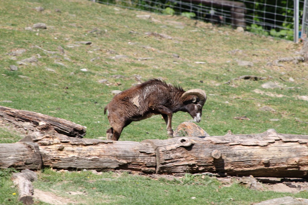 IMG_1523.JPG - Mouflon  http://en.wikipedia.org/wiki/Mouflon 