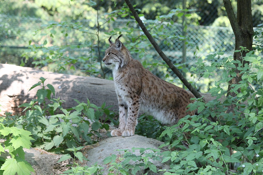 IMG_1540.JPG - Lynx  http://en.wikipedia.org/wiki/Eurasian_Lynx  in the Opel-Zoo  http://de.wikipedia.org/wiki/Opel-Zoo 