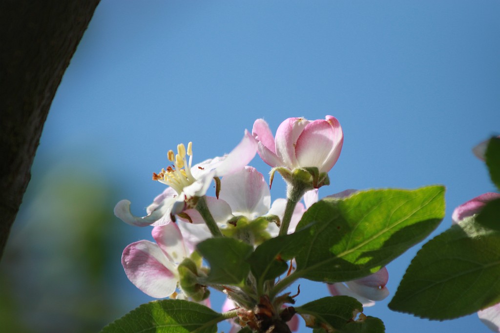 IMG_0949.JPG - Apple tree blossom  http://en.wikipedia.org/wiki/Apple 