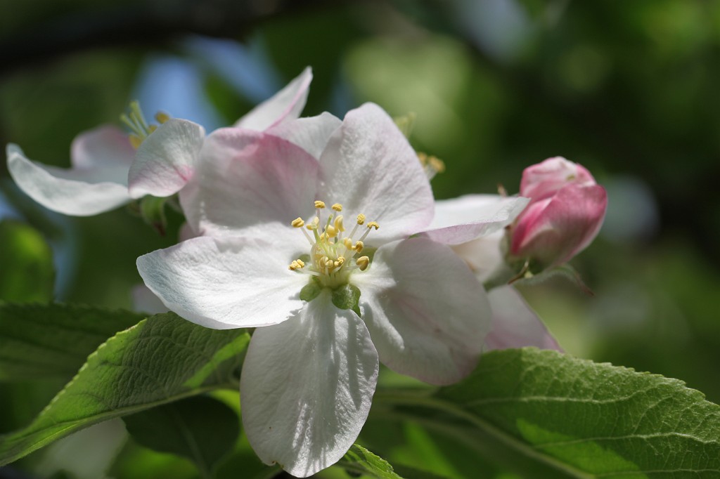 IMG_0960.JPG - Apple tree blossom  http://en.wikipedia.org/wiki/Apple 