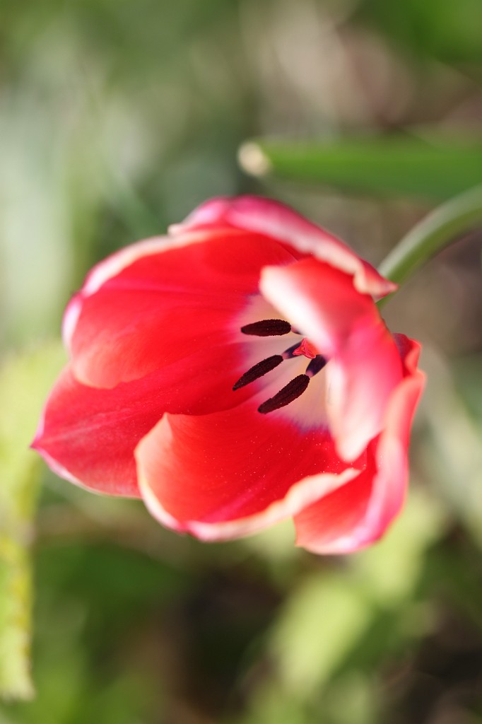 IMG_0961.JPG - Tulip  http://en.wikipedia.org/wiki/Tulip 