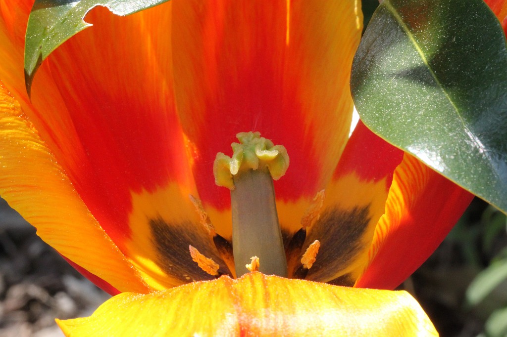 IMG_0963.JPG - Tulip  http://en.wikipedia.org/wiki/Tulip 