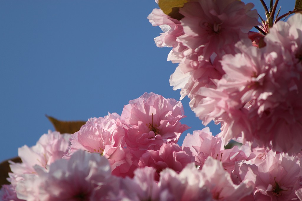 IMG_0974.JPG - Cherry blossom