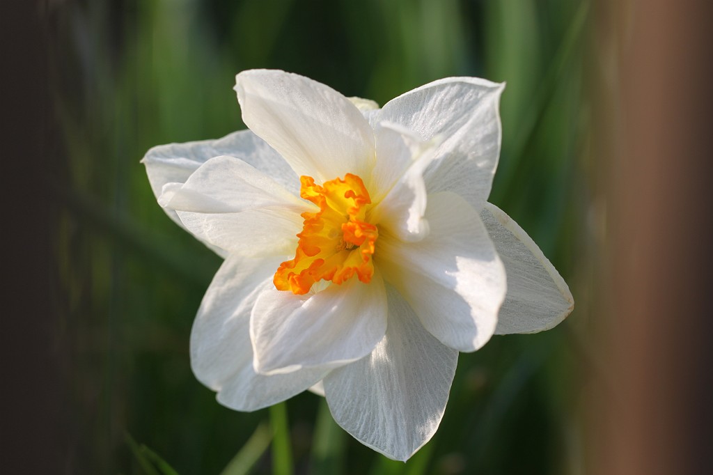 IMG_0976.JPG - Daffodil  http://en.wikipedia.org/wiki/Narcissus_(plant) 