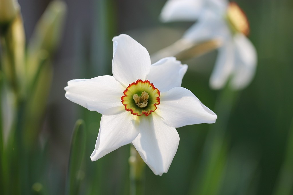 IMG_0981.JPG - Daffodil  http://en.wikipedia.org/wiki/Narcissus_(plant) 