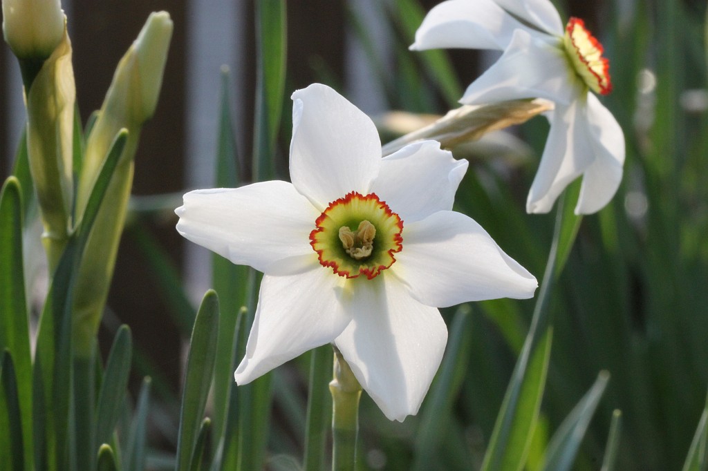 IMG_0982.JPG - Daffodil  http://en.wikipedia.org/wiki/Narcissus_(plant) 