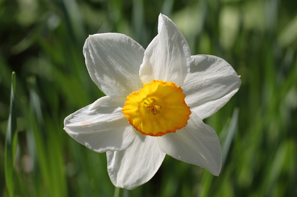 IMG_0999.JPG - Daffodil  http://en.wikipedia.org/wiki/Narcissus_(plant) 