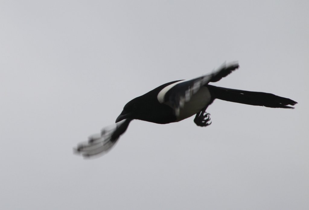 Flying european magpie  http://en.wikipedia.org/wiki/European_Magpie