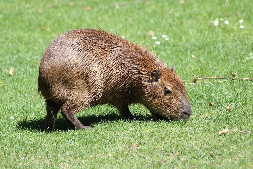 IMG_2138.JPG - Capybara  http://en.wikipedia.org/wiki/Capybara 