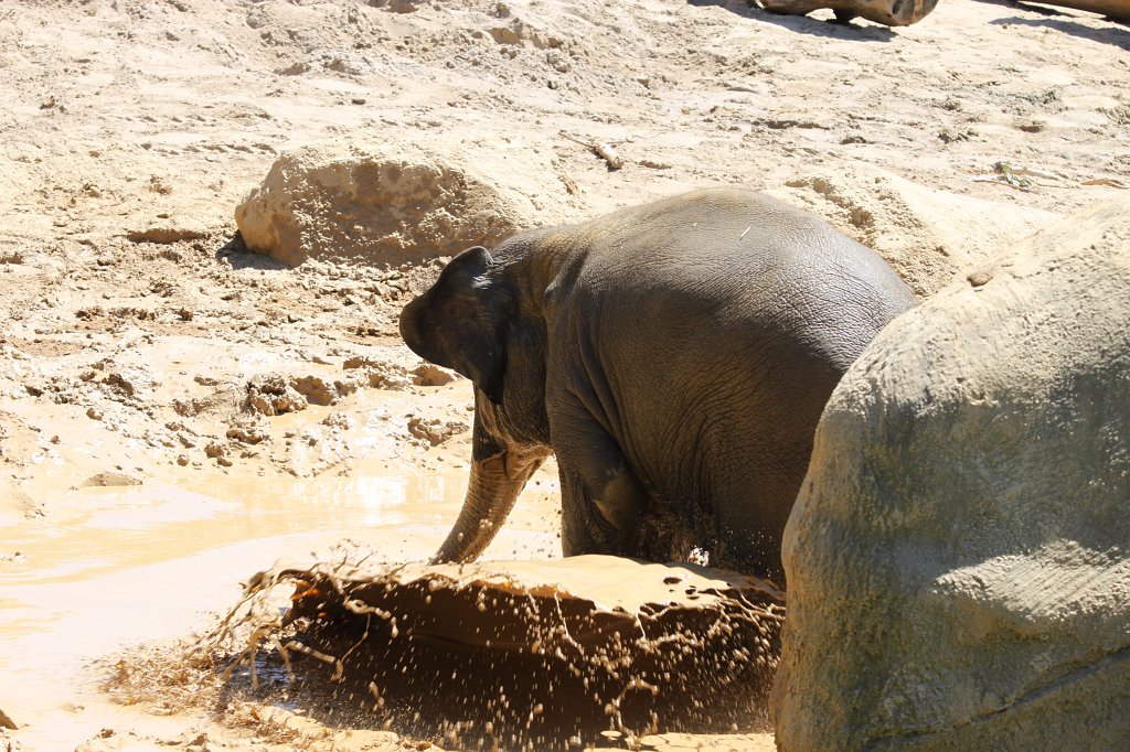 IMG_2274.JPG - Little elephant having fun in the mud  http://en.wikipedia.org/wiki/Elephant 