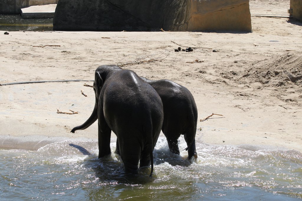 IMG_2310.JPG - Elephants having fun in the water  http://en.wikipedia.org/wiki/Elephant 