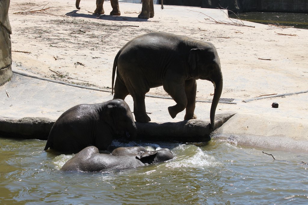 IMG_2315.JPG - Elephants having fun in the water  http://en.wikipedia.org/wiki/Elephant 