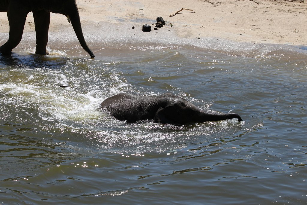 IMG_2318.JPG - Elephants having fun in the water  http://en.wikipedia.org/wiki/Elephant 