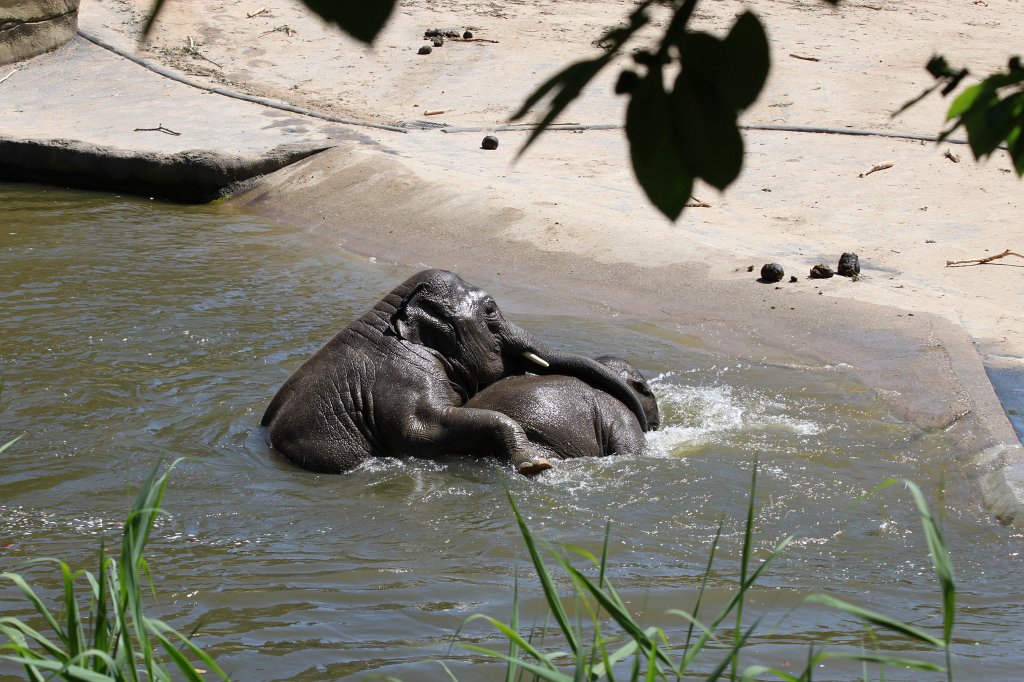 IMG_2341.JPG - Elephants having fun in the water  http://en.wikipedia.org/wiki/Elephant 