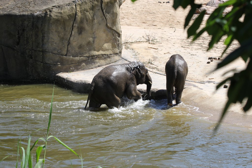IMG_2348.JPG - Elephants having fun in the water  http://en.wikipedia.org/wiki/Elephant 