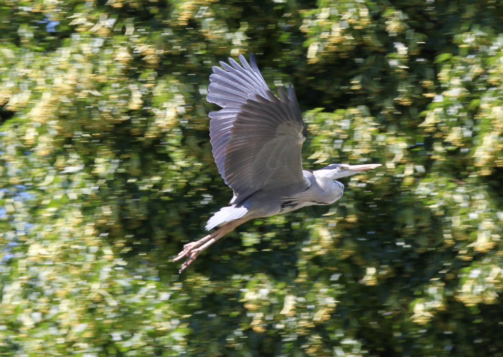 IMG_2385.JPG - Flying heron  http://en.wikipedia.org/wiki/Grey_Heron 