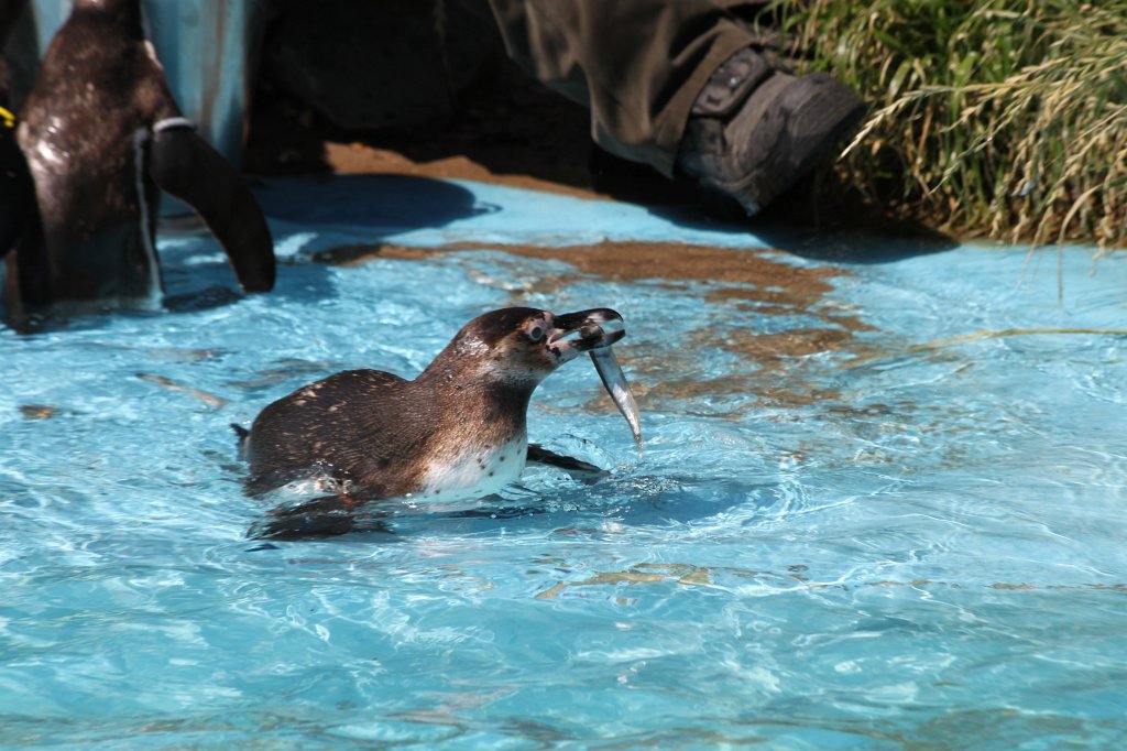 IMG_2391.JPG - Feeding the penguins  http://en.wikipedia.org/wiki/Penguin 