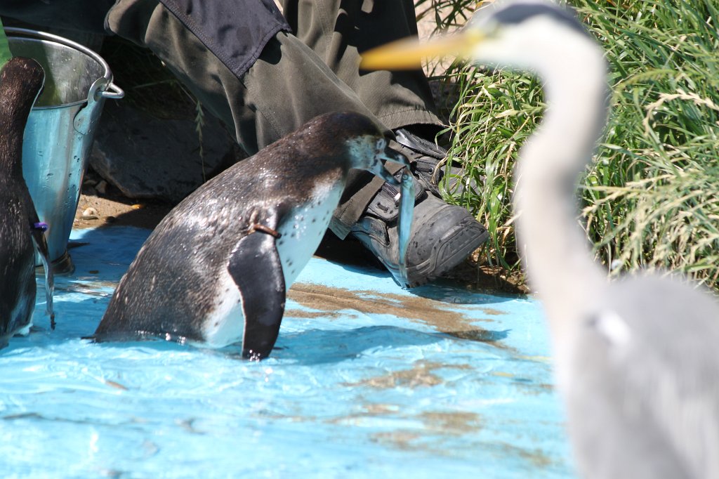 IMG_2410.JPG - Feeding the penguins  http://en.wikipedia.org/wiki/Penguin 