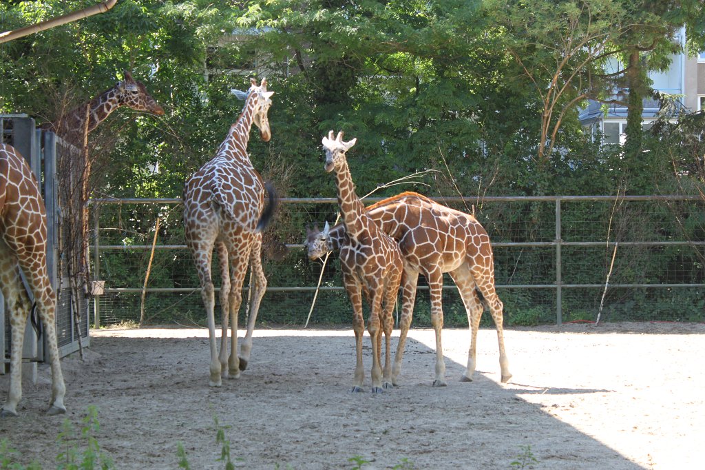 IMG_2444.JPG - Giraffes  http://en.wikipedia.org/wiki/Giraffe 