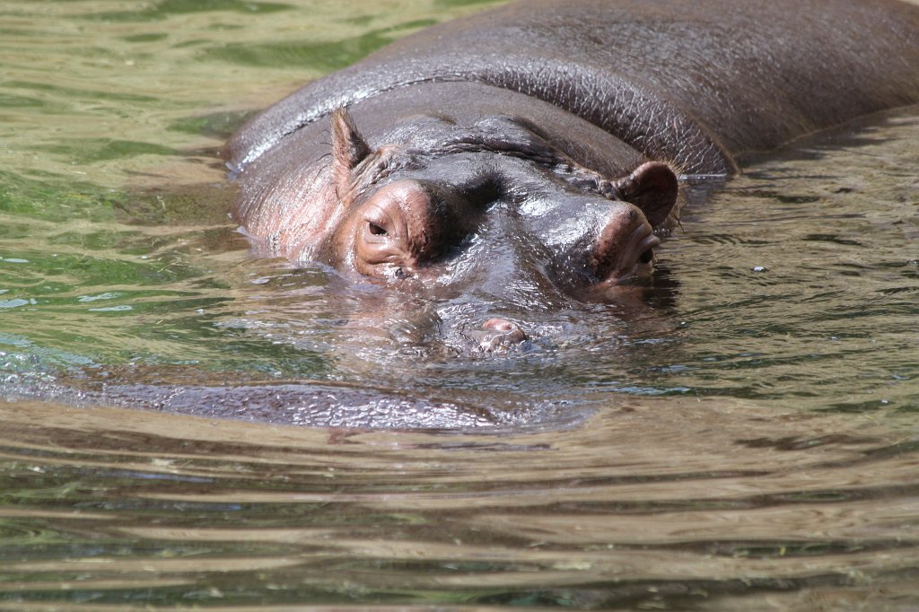 IMG_2467.JPG - Hippos  http://en.wikipedia.org/wiki/Hippopotamus 