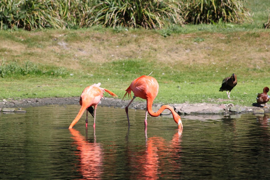IMG_2495.JPG - Flamingos  http://en.wikipedia.org/wiki/Flamingo 