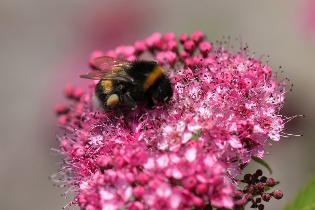 IMG_2551.JPG - Bumble bee  http://en.wikipedia.org/wiki/Bumble_bee 